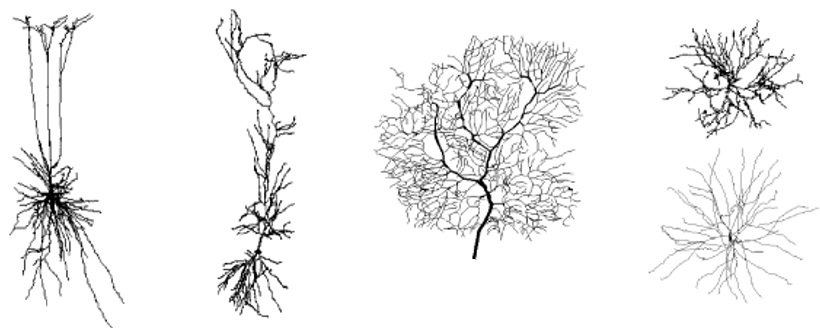 various dendritic structures